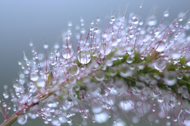 TAMRON SP 90mm f/2.8 MACRO (Model F017)<br>焦距：90mm　光圈：f/2.8　快門：1/250秒
