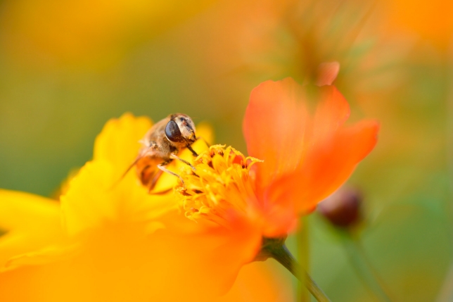 TAMRON SP 90mm f/2.8 MACRO (Model F017)<br>焦距：90mm　光圈：f/5.6　快門：1/2000秒