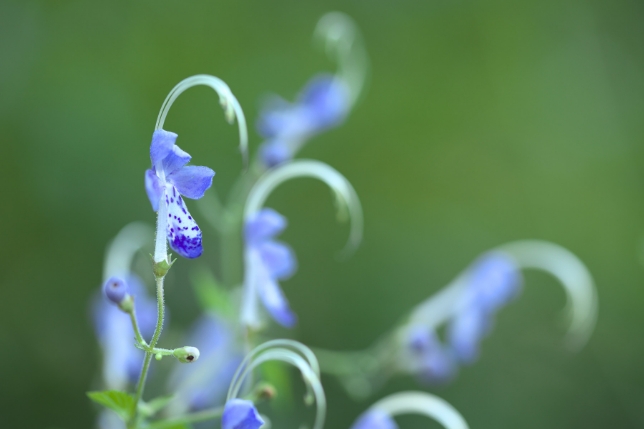 TAMRON SP 90mm f/2.8 MACRO (Model F017)<br>焦距：90mm　光圈：f/2.8　快門：1/100秒