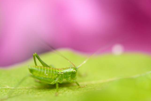 TAMRON 90mm f/2.8 MACRO<br>焦距：90mm　光圈：f/2.8　快門：1/640秒　ISO：800