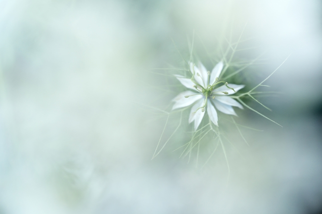 TAMRON 90mm f/2.8 MACRO<br>焦距：90mm　光圈：f/2.8　快門：1/400秒　ISO：800