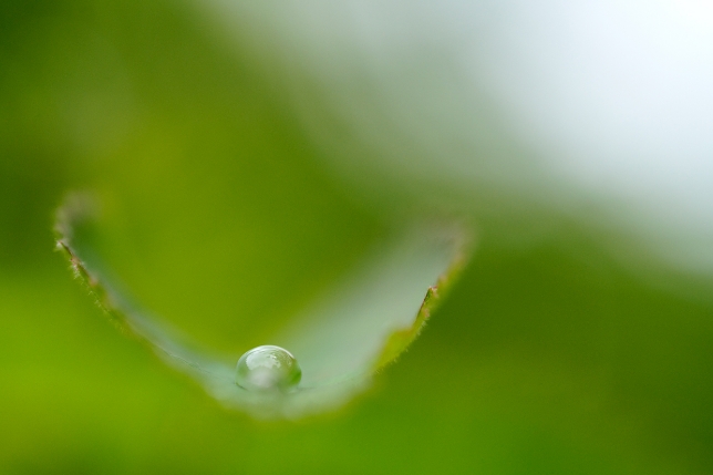 TAMRON 90mm f/2.8 MACRO<br>焦距：90mm　光圈：f/2.8　快門：1/2000秒　ISO：800
